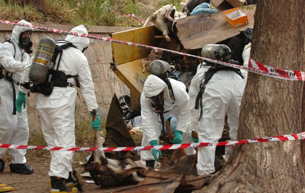 Se devela el misterio por la masiva matanza de animales