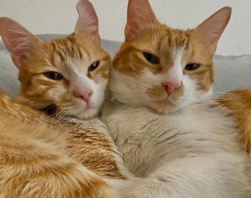 Cómo cuidar a los gatitos: insólitas indicaciones de una chica a su hermano