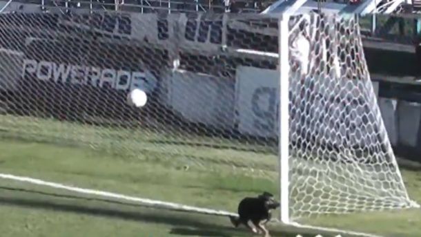 ¡Qué arquero! Un perro invadió el campo de juego y le salvó el partido al equipo