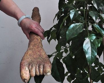 Batata
