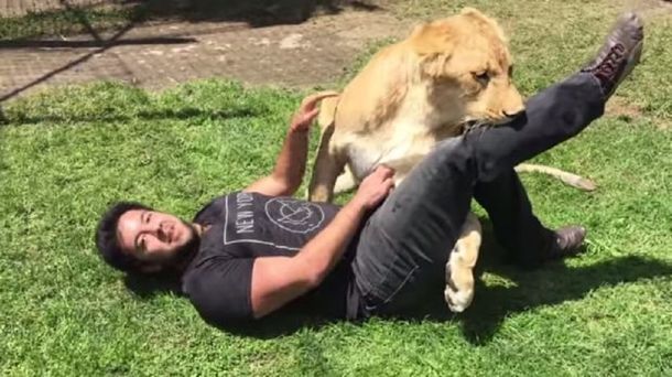 VIDEO: El emotivo reencuentro de una leona con su cuidador