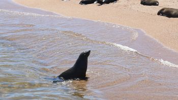 El hallazgo de un lobo marino con gripe aviar encendio las alarmas en el MGAP. El hallazgo de un lobo marino con gripe aviar encendio las alarmas en el MGAP.