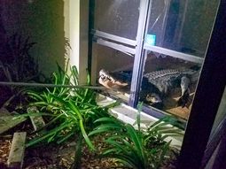 Estaba durmiendo y la despertó un enorme cocodrilo que se había metido en la cocina