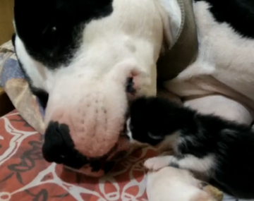Un pitbull ayuda a calmar a un gato de un día