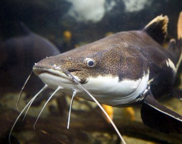 Vos con todos los bagres que te comiste ya estás bendecido: el viral que estalla en Semana Santa