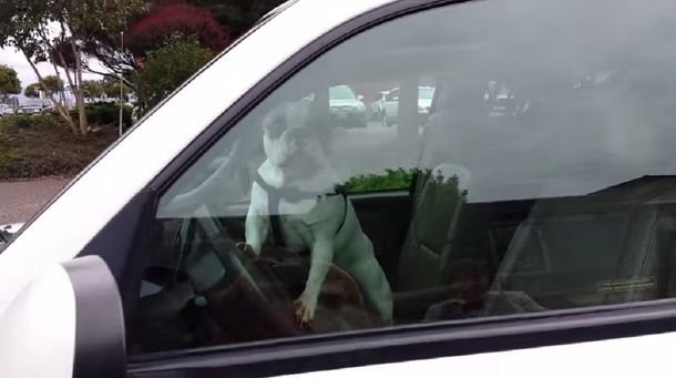 Lo dejaron encerrado en el auto y provocó un calvario: mirá lo que hizo este perro