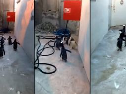 un grupo de pingüinos se escaparon y los encontrados por sus huellas un grupo de pingüinos se escaparon y los encontrados por sus huellas