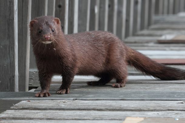 El 86% de los animales testeados ten&iacute;an coronavirus
