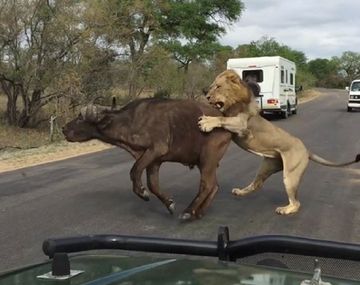 Leones se comen un búfalo frente a los turistas