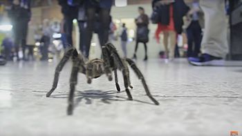 Llevó su tarántula al subte para hacerle una broma a los pasajeros Llevó su tarántula al subte para hacerle una broma a los pasajeros