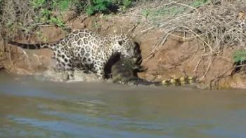 video: el increible salto de un jaguar para cazar a un cocodrilo video: el increible salto de un jaguar para cazar a un cocodrilo
