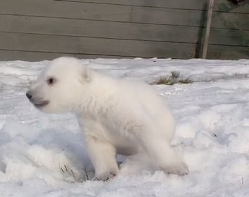 Un oso polar bebé descubre la nieve por primera vez