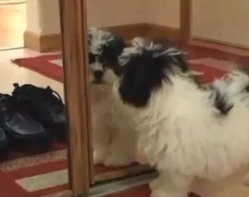 ¿Cómo reaccionan los animales cuando se miran al espejo?