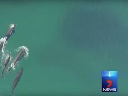 video: graban con un drone a un grupo de ballenas que se comen a un tiburon video: graban con un drone a un grupo de ballenas que se comen a un tiburon