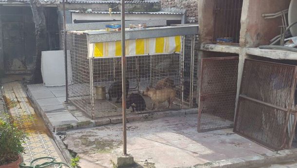 Clausuran un criadero de perros y detienen a su dueño en Villa Devoto