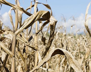 Estiman que las pérdidas por la sequía en el campo alcanza los US$10.425 millones