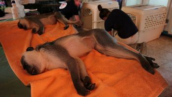 rescatan a los ultimos animales que habitaban el zoologico de gaza rescatan a los ultimos animales que habitaban el zoologico de gaza