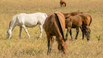 La encefalomielitis equina sigue avanzando en Uruguay, con 61 casos confirmados. La encefalomielitis equina sigue avanzando en Uruguay, con 61 casos confirmados.