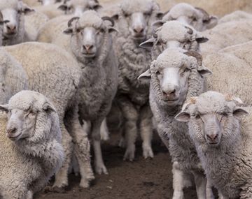 El SENASA declaró la alerta sanitaria en Chubut por sarna ovina