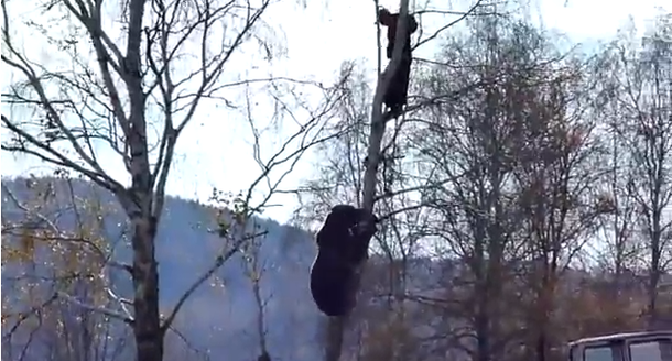 VIDEO: Lo ataca un oso y logra escapar subiéndose a un árbol