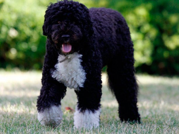 Atropellaron a un perro que vale más de un millón de pesos y se dieron a la fuga