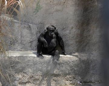 La chimpancé Cecilia será trasladada a Brasil. Foto: diario Los Andes.&nbsp;