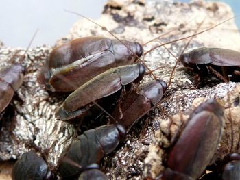 La leche de cucaracha, un superalimento