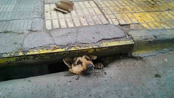 video: el emotivo rescate de un perro atrapado en una alcantarilla video: el emotivo rescate de un perro atrapado en una alcantarilla