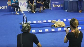 La tortuga sí le ganó a la liebre La tortuga sí le ganó a la liebre