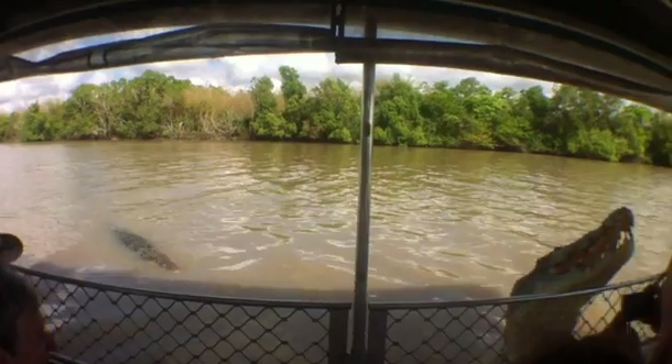 VIDEO: Un gran cocodrilo ataca a un guía turístico