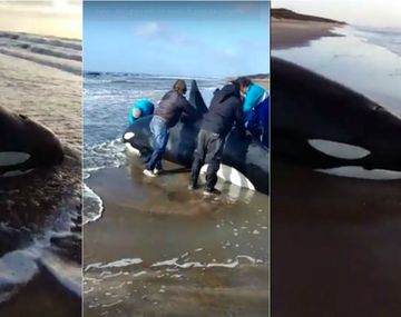 Así quedó la orca en la Costa Atlántica