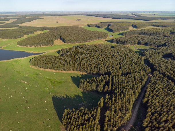 En diciembre de 2022 se registraron los primeros envíos de madera a la Zona Franca Durazno