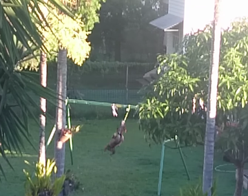 VIDEO: Un perro se divierte saltando y balanceándose en el jardín de su casa