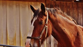 Operadores de mercado sostienen que la caballada está muy bien. Operadores de mercado sostienen que la caballada está muy bien.