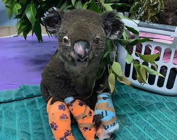 Cómo evoluciona el koala rescatado de los incendios de Australia