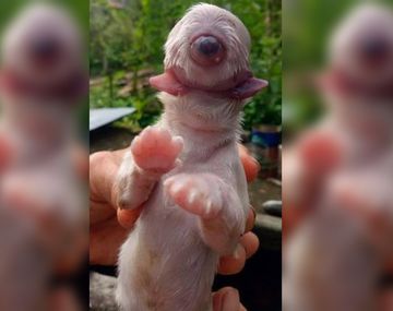VIDEO: El extraño perro que nació con un ojo