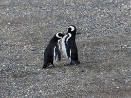 alarma en chubut y santa cruz por la aparicion de pingüinos muertos en las playas alarma en chubut y santa cruz por la aparicion de pingüinos muertos en las playas