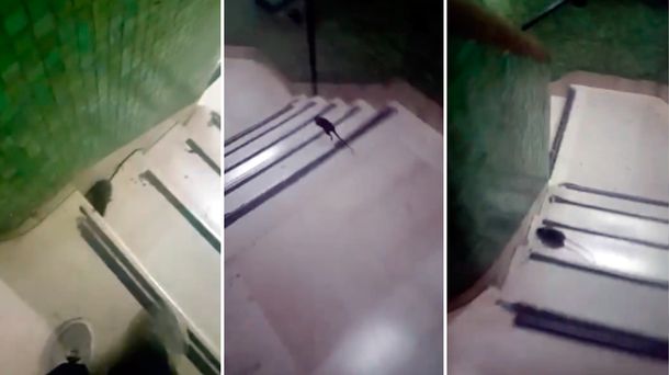 Estudiantes denuncian una invasión de ratas en la Facultad de Medicina