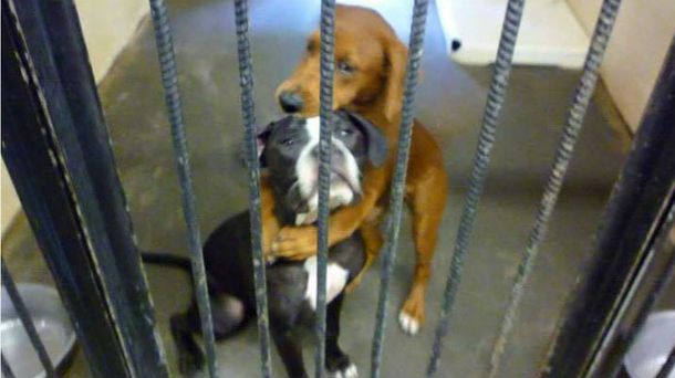 La tierna foto que salvó la vida de estos dos perros