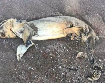 La extraña criatura no es una foca, contrario a lo que se pensaba