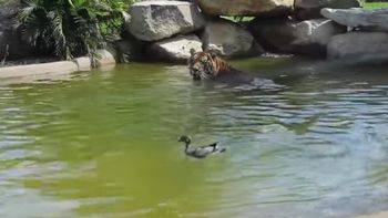 El pato más valiente del munddo El pato más valiente del munddo