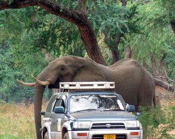 Un elefante pidió ayuda para que le quitaran un balazo de su cabeza