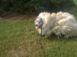 Rescatan a perro con 15 kilos de pelo de más