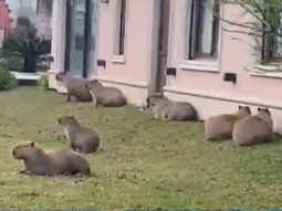 La Justicia prohibió nuevos traslados de carpinchos en Nordelta