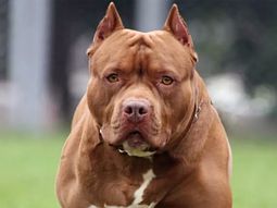 misiones: una mujer en situacion de calle murio atacada por tres pitbulls