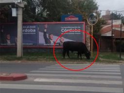 Córdoba: sorpresiva aparición de un toro en pleno centro