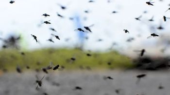 Los mosquitos no dan tregua en el AMBA: la diferencia entre la especie más abundante y la del dengue