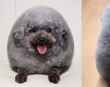 Llevaron a su perro a la peluquería y se viralizó por su look