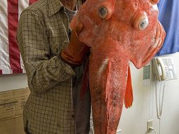 ¿Es un pescado de 200 años?