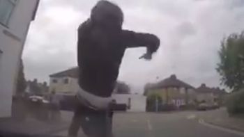 Caranchos en plena acción Caranchos en plena acción